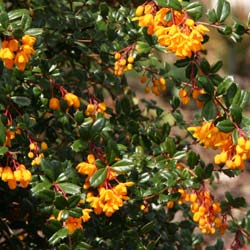 Barberry, Darwin's